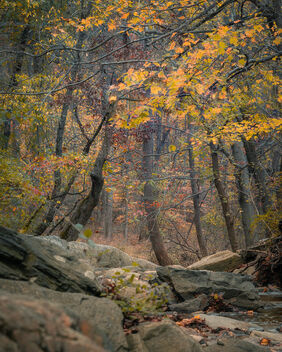 Dreary Autumn Afternoon - image gratuit #475953